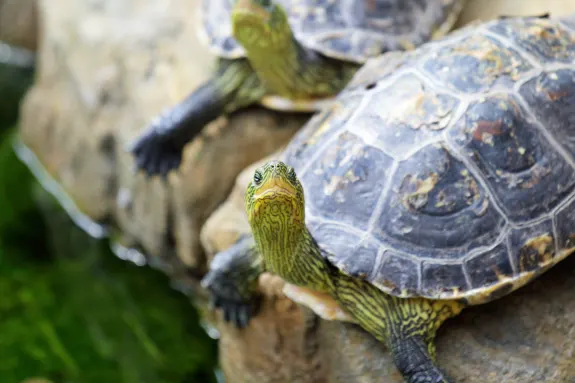 Two turtles resting on a rock with detailed shell patterns.